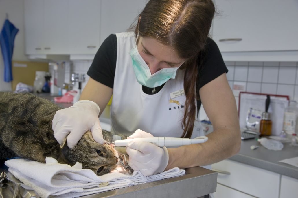 Behandlung - Zähne - Animal Kleintierpraxis Visp