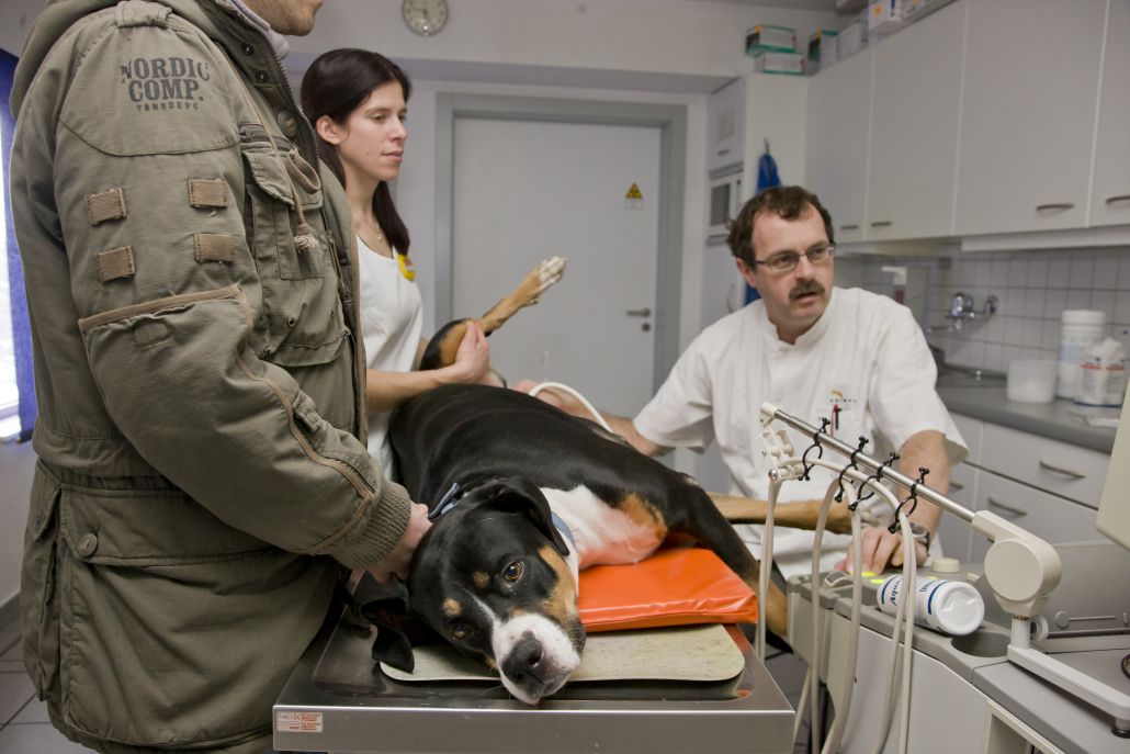 Diagnostik - Ultraschall - Animal Kleintierpraxis Visp